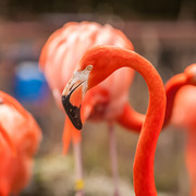 Фламинго / Flamingos F2872b1352754820