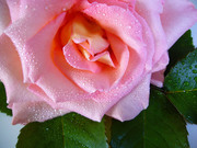 Красивые розы / Beautiful roses 893df71352907528