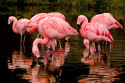 Фламинго / Flamingos 4152cb1352754791