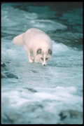 Песец / Arctic fox 06b1b31352688398