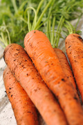 Свежая морковь на земле / Fresh carrots on land plot 4fcb181337917083