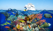 Тропические рыбы и коралловый риф / Tropical Fish and Coral Reef 8465831322864808