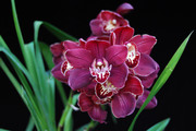 Очарование орхидей / The charm of orchids  71948f1352684888
