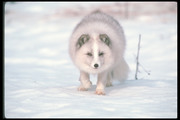 Песец / Arctic fox 60f1991352688368