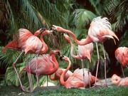 Фламинго / Flamingos C33b361352754871